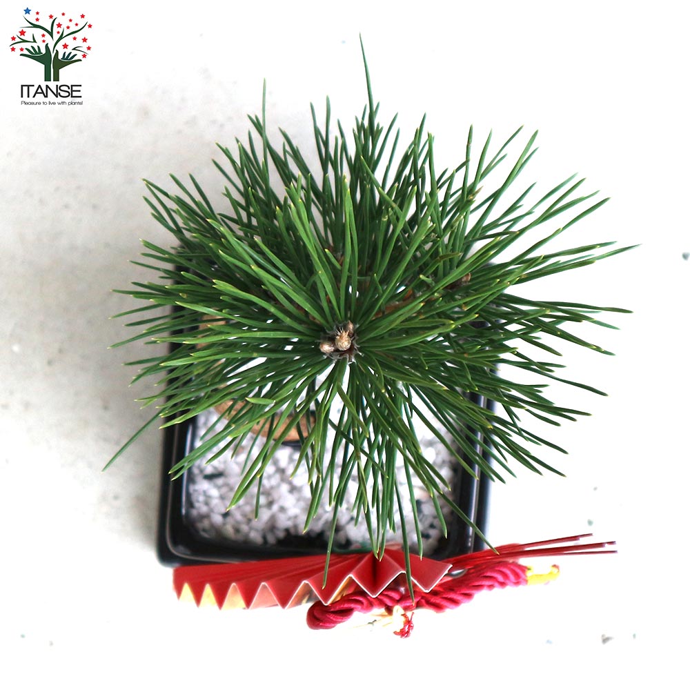 曲がり松・ホワイエ／「迎春」の飾り付き【正月飾り 黒角鉢 受け皿付き／1個売り】