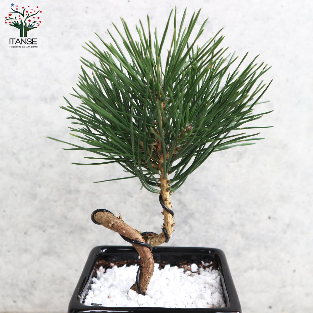 曲がり松・ホワイエ／「迎春」の飾り付き【正月飾り 黒角鉢 受け皿付き／1個売り】