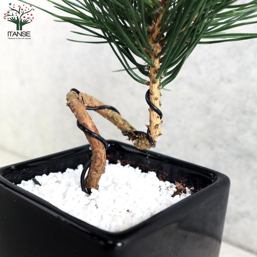 曲がり松・ホワイエ／「迎春」の飾り付き【正月飾り 黒角鉢 受け皿付き／1個売り】