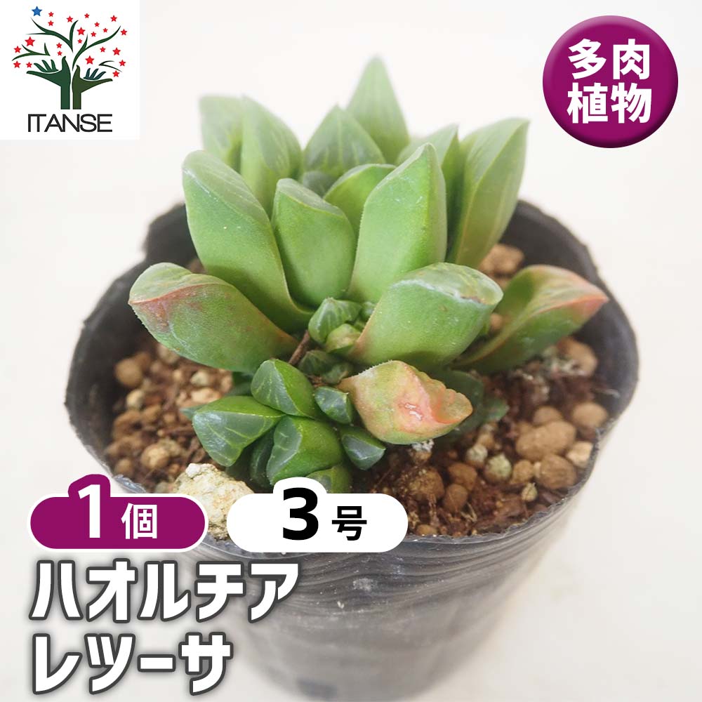 ハオルチア レツーサ 【多肉植物 3号／1個売り】｜ 【植物の