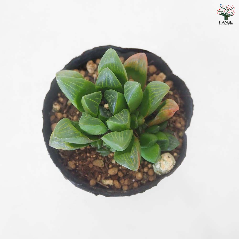 ハオルチア レツーサ 【多肉植物 3号／1個売り】｜ 【植物の