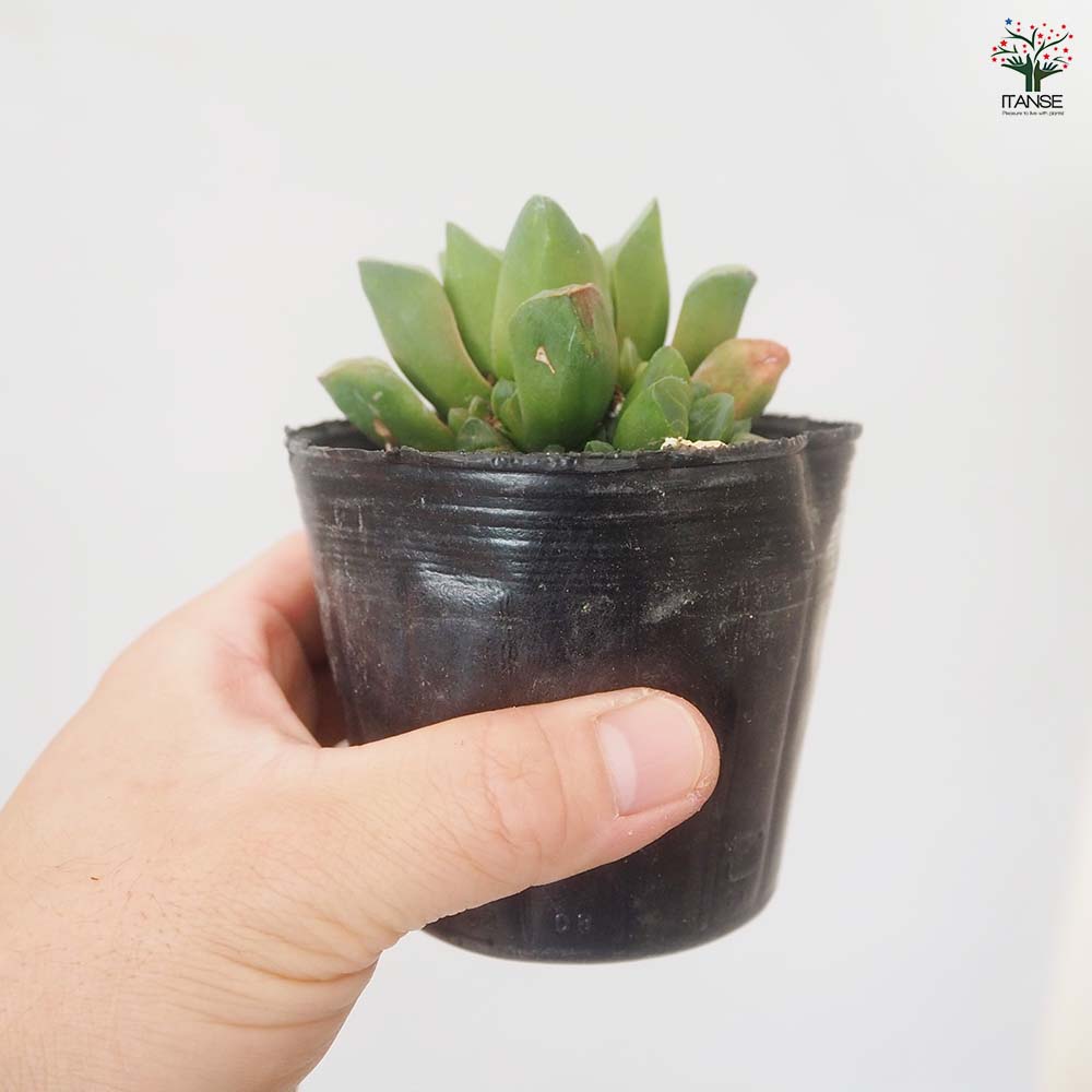 ハオルチア レツーサ 【多肉植物 3号／1個売り】｜ 【植物の