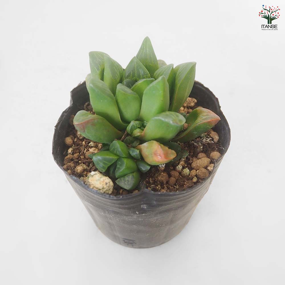 ハオルチア レツーサ 【多肉植物 3号／1個売り】｜ 【植物の