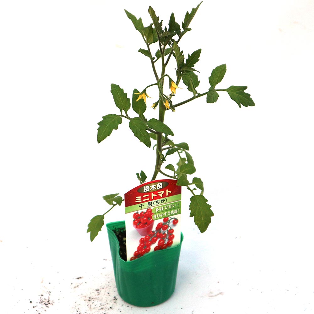 多収穫ミニトマト・千果 接ぎ木苗2個～【野菜 接木苗9cmポット】