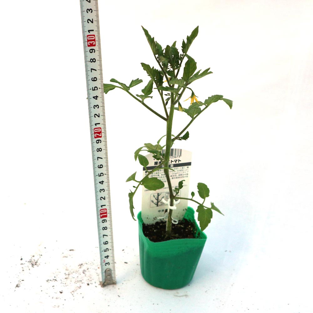 多収穫ミニトマト・千果 接ぎ木苗2個～【野菜 接木苗9cmポット】