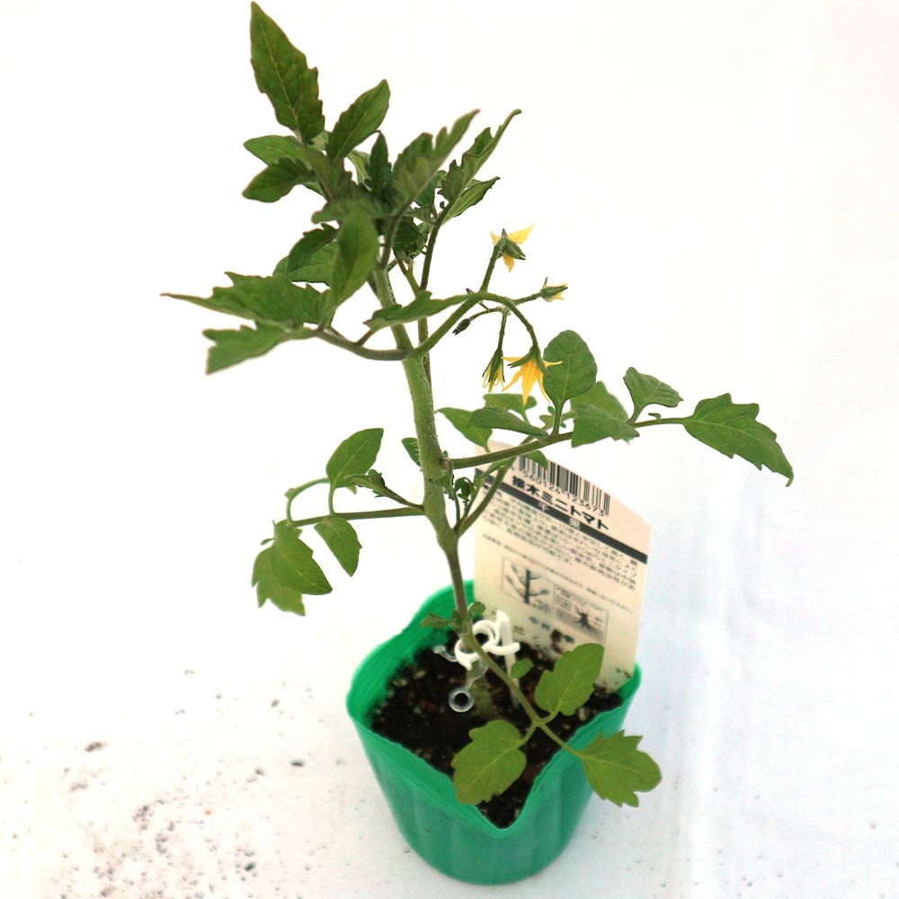 多収穫ミニトマト・千果 接ぎ木苗2個～【野菜 接木苗9cmポット】