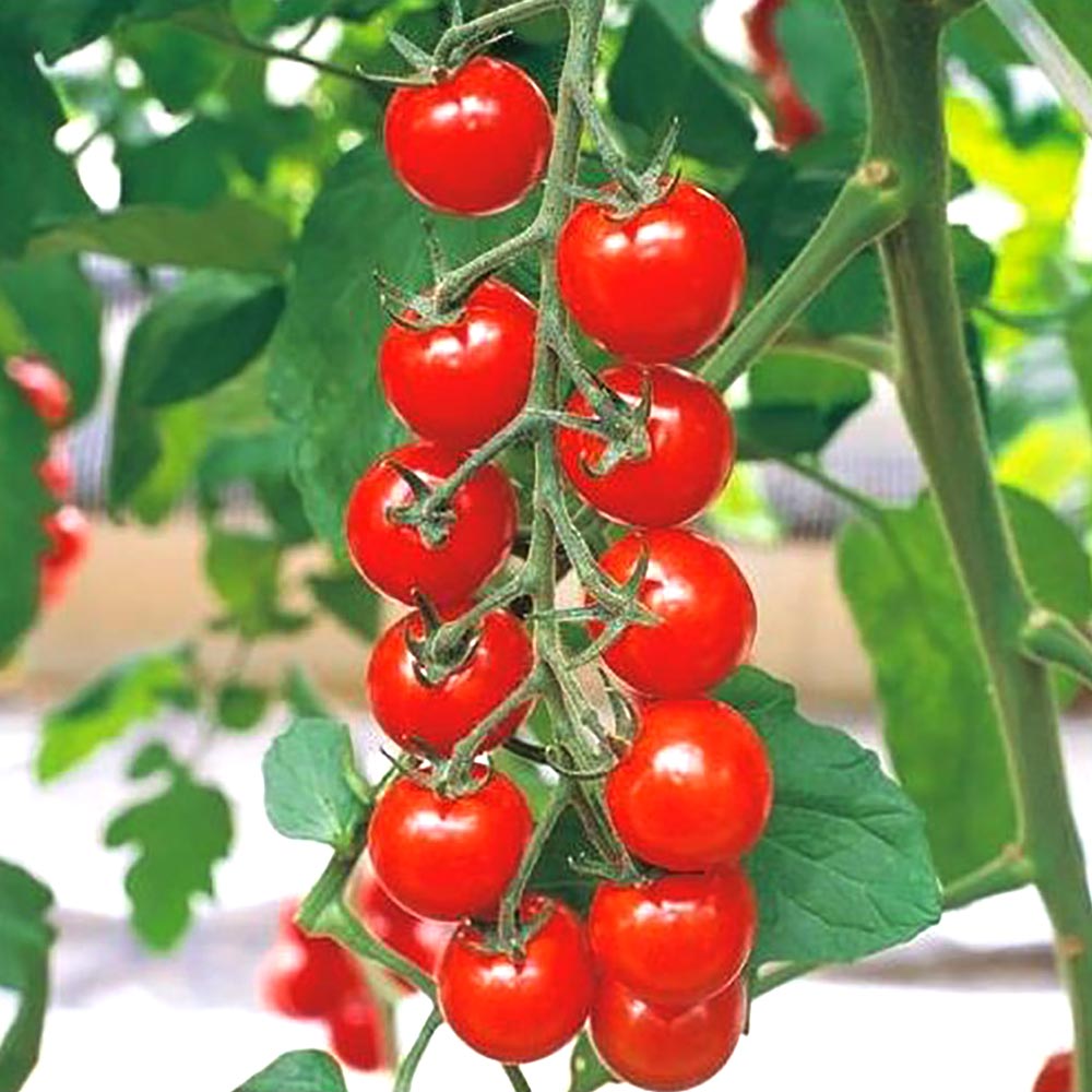 多収穫ミニトマト・千果 接ぎ木苗2個～【野菜 接木苗9cmポット】