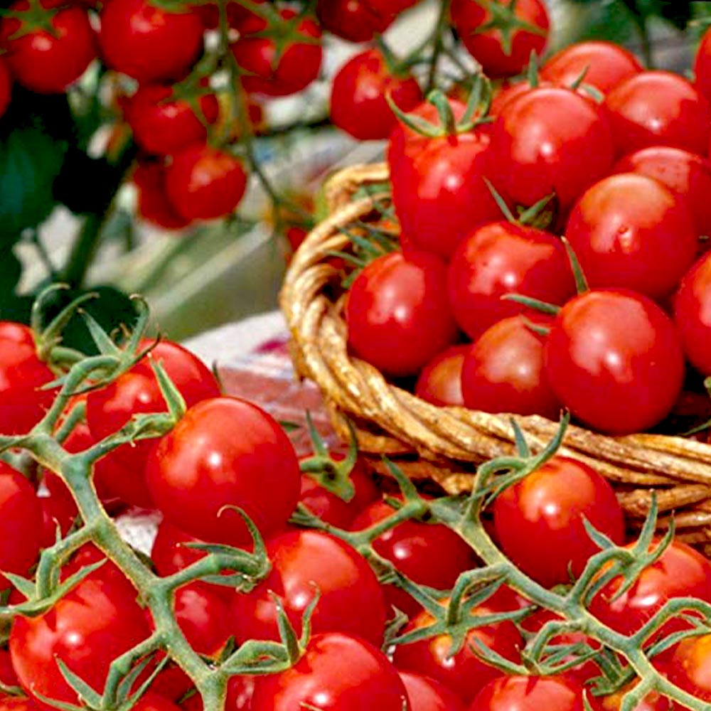 多収穫ミニトマト・千果 接ぎ木苗2個～【野菜 接木苗9cmポット】