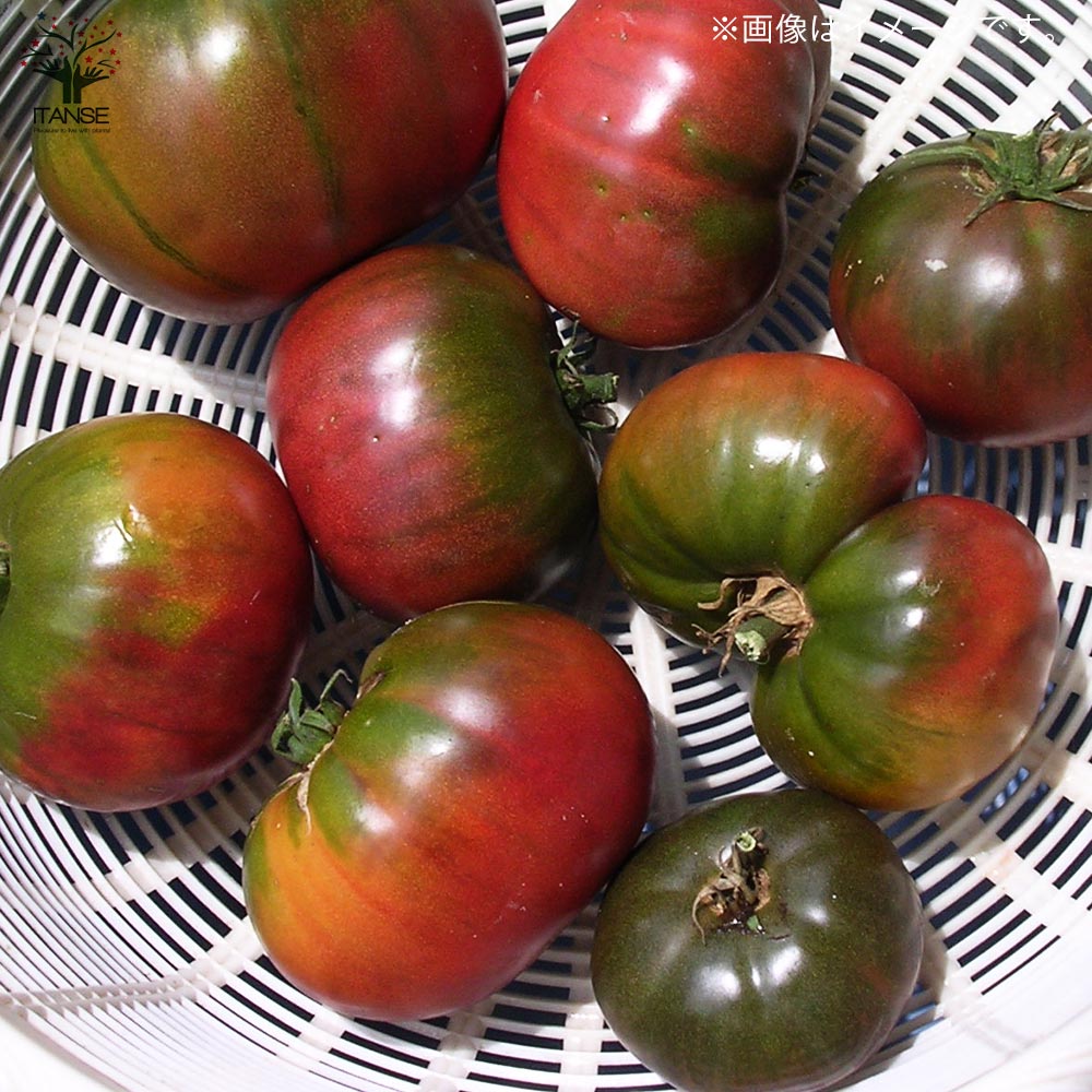 固定種の美味しいトマトの苗10.5cmポット カラフル4品種各2個 合計8個セット【固定種野菜苗10.5cmポット 自根苗】