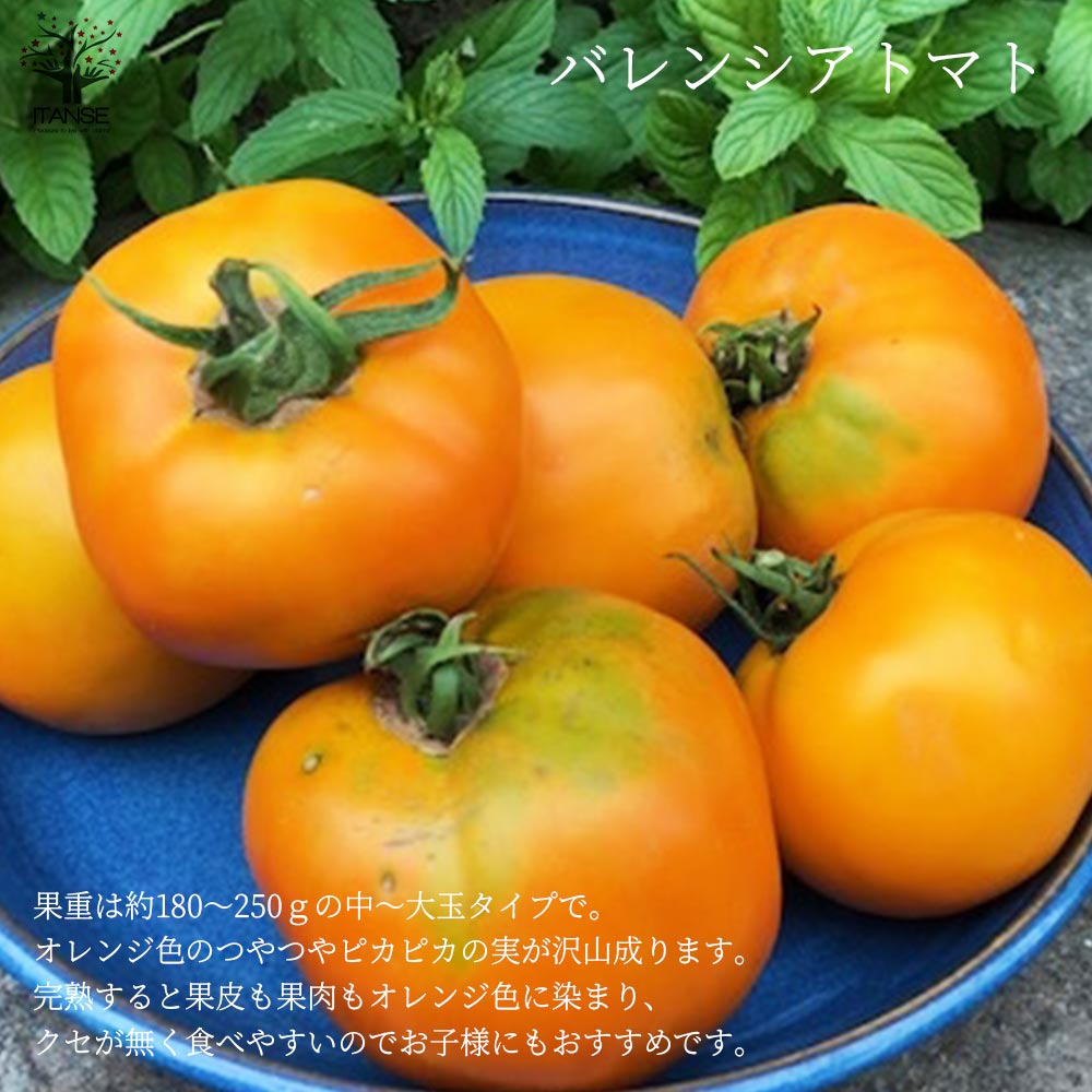 固定種の美味しいトマトの苗10.5cmポット カラフル4品種各2個 合計8個セット【固定種野菜苗10.5cmポット 自根苗】