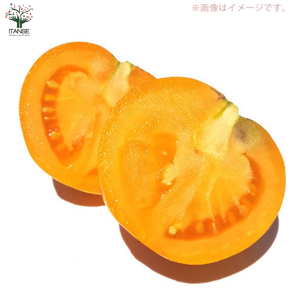 固定種の美味しいトマトの苗10.5cmポット カラフル4品種各2個 合計8個セット【固定種野菜苗10.5cmポット 自根苗】