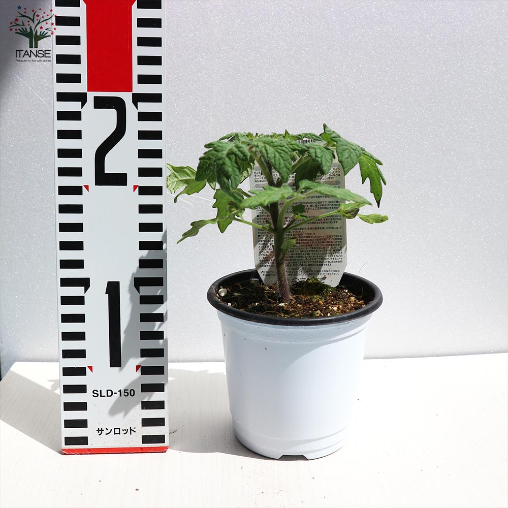 固定種の美味しいトマトの苗10.5cmポット カラフル4品種各2個 合計8個セット【固定種野菜苗10.5cmポット 自根苗】