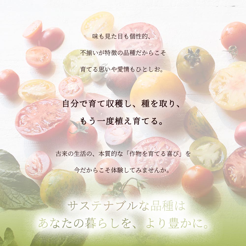 固定種の美味しいトマトの苗10.5cmポット カラフル4品種各2個 合計8個セット【固定種野菜苗10.5cmポット 自根苗】