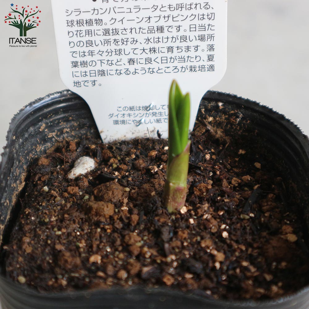 ヒアシンソイデス クイーンオブザピンク【花苗 3号ロングポット