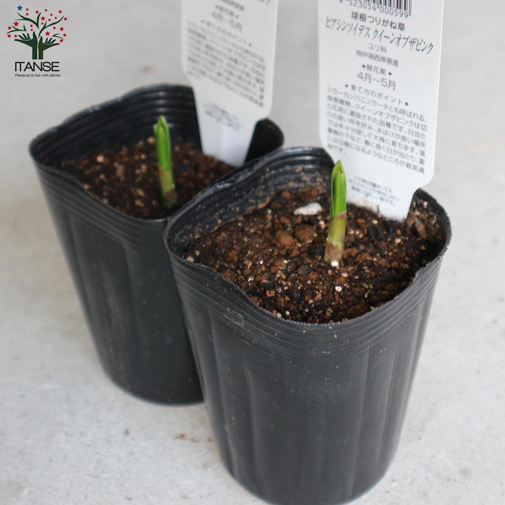 ヒアシンソイデス クイーンオブザピンク【花苗 3号ロングポット