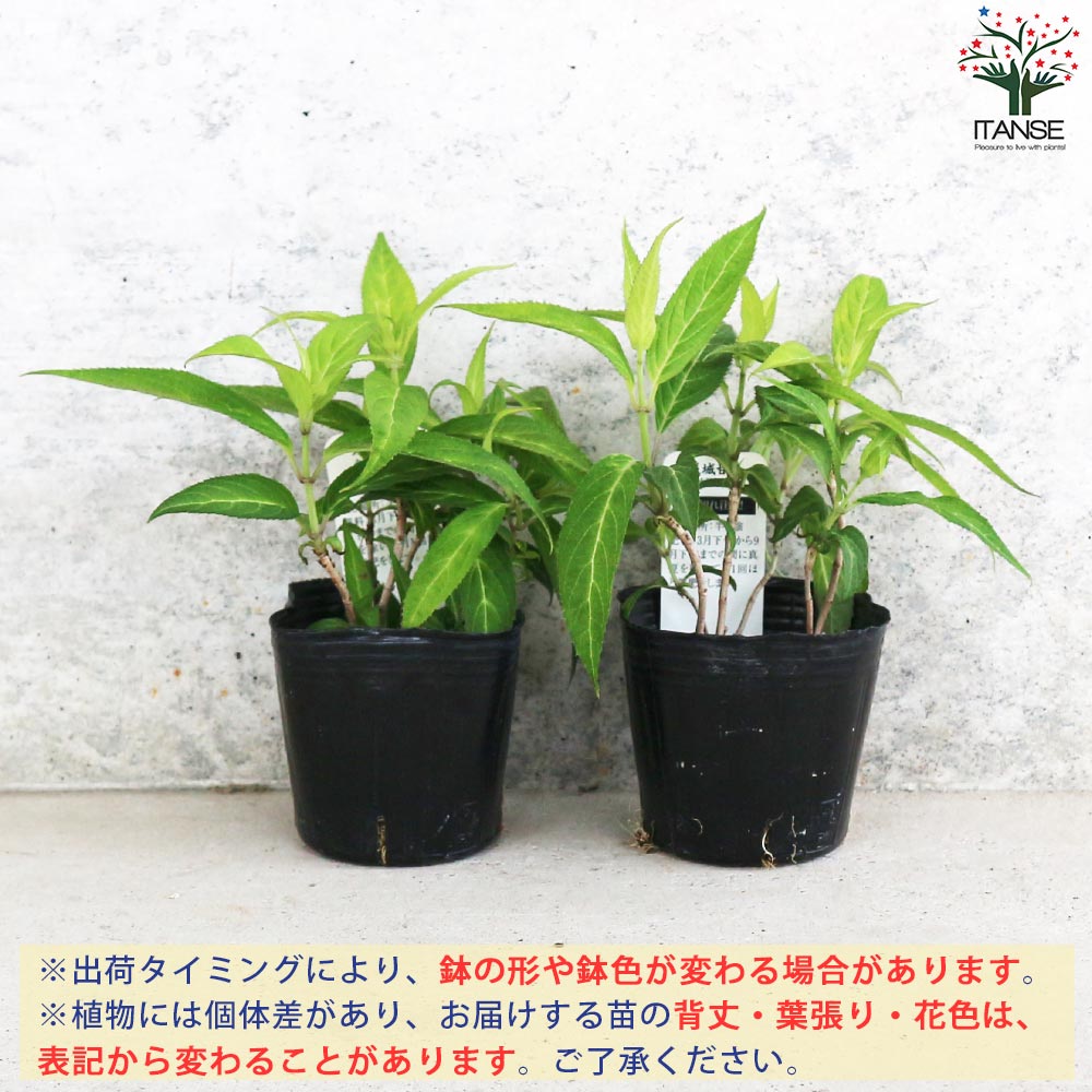 あまちゃ さん 専用 Amazon.co.jp: 甘茶 あま茶 あまちゃ 健康茶 （インドネシア産）新鮮