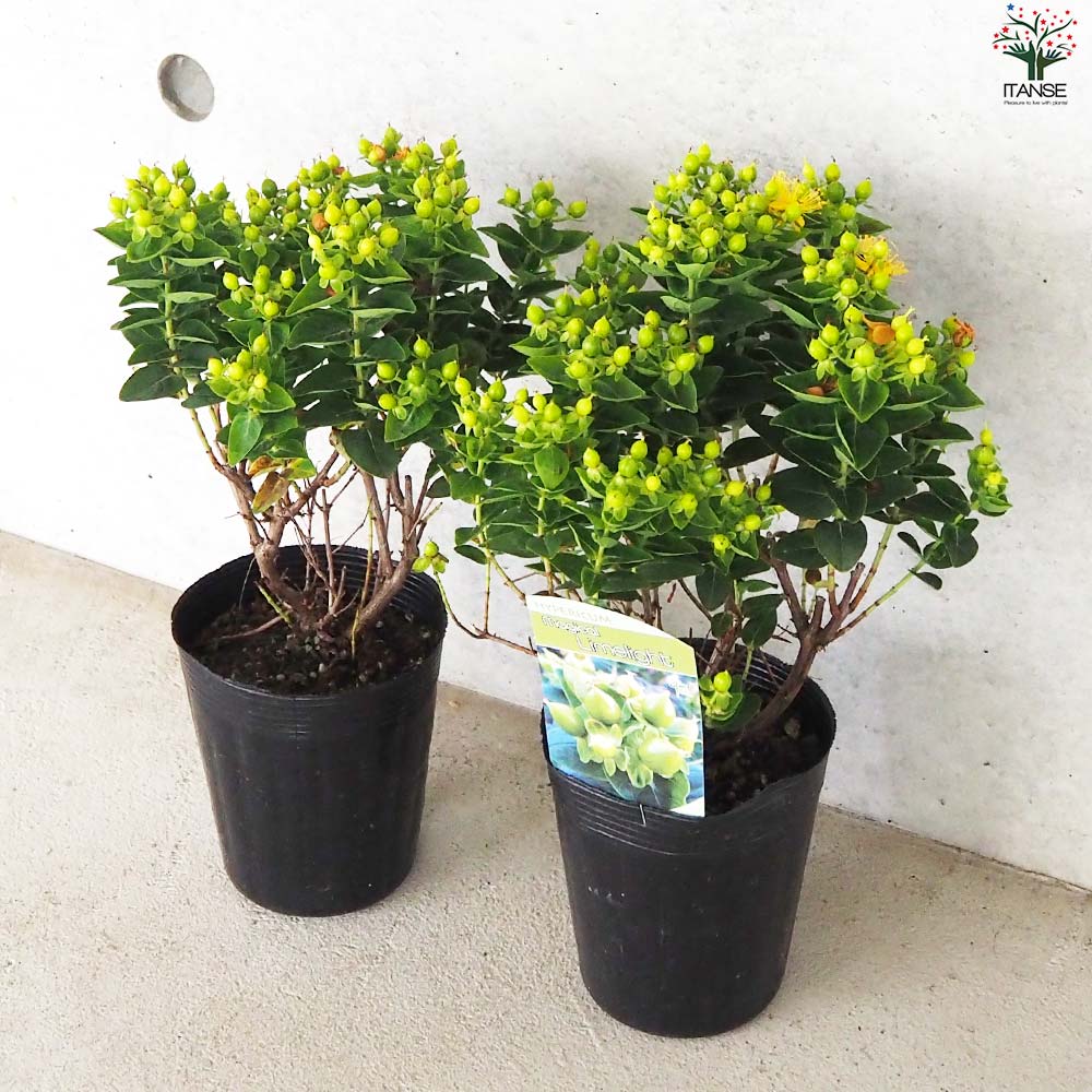 ヒペリカム マジカルライムライト【花苗 3.5号ポット】｜ 【植物