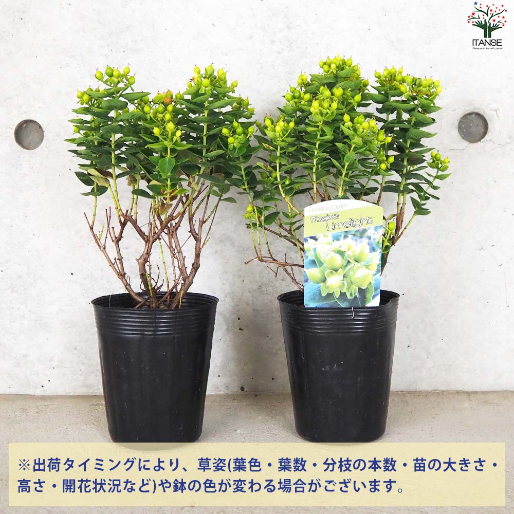 ヒペリカム マジカルライムライト【花苗 3.5号ポット】｜ 【植物の