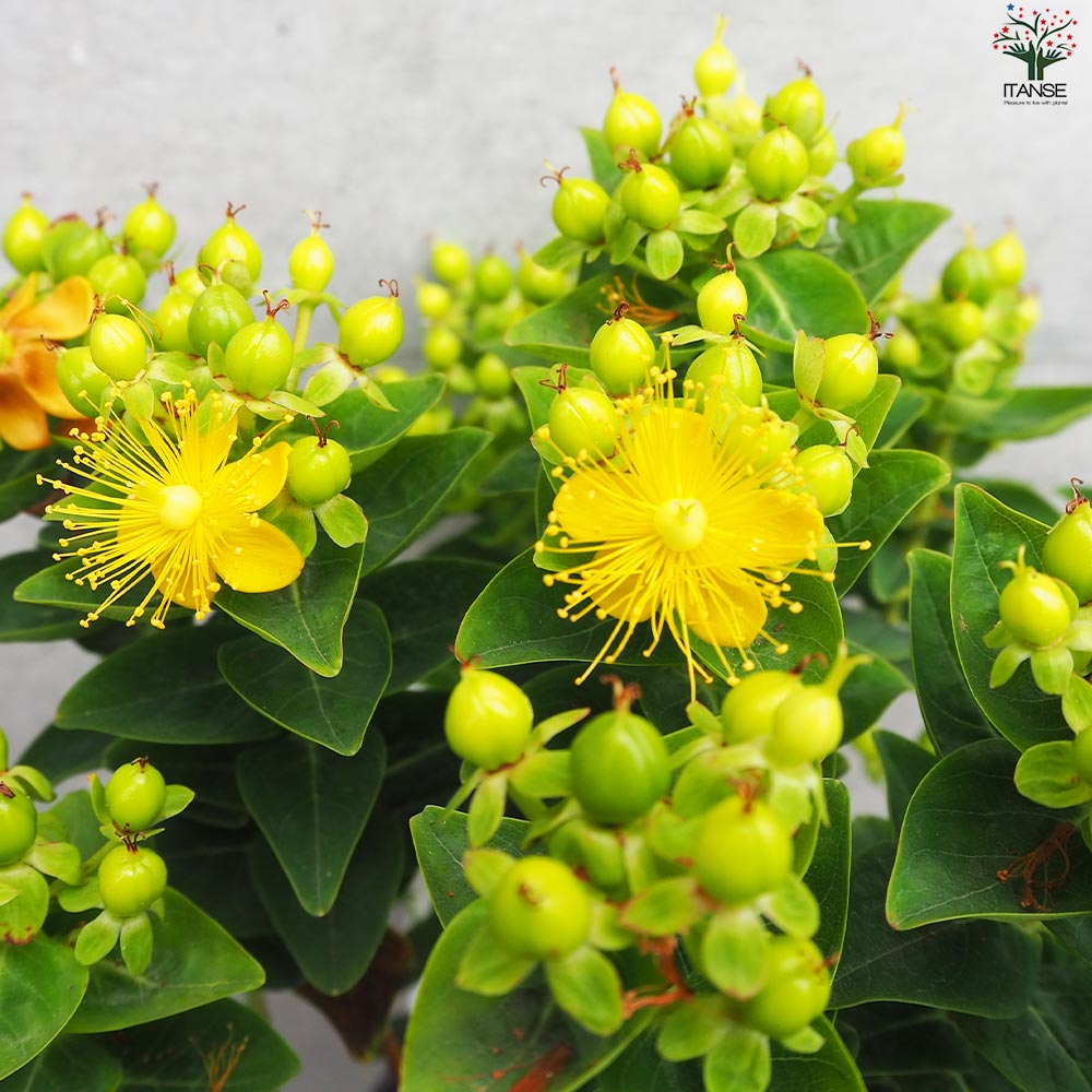 ヒペリカム(*^^*) ヒペリカム マジカルライムライト【花苗 3.5号ポット】｜ 【植物