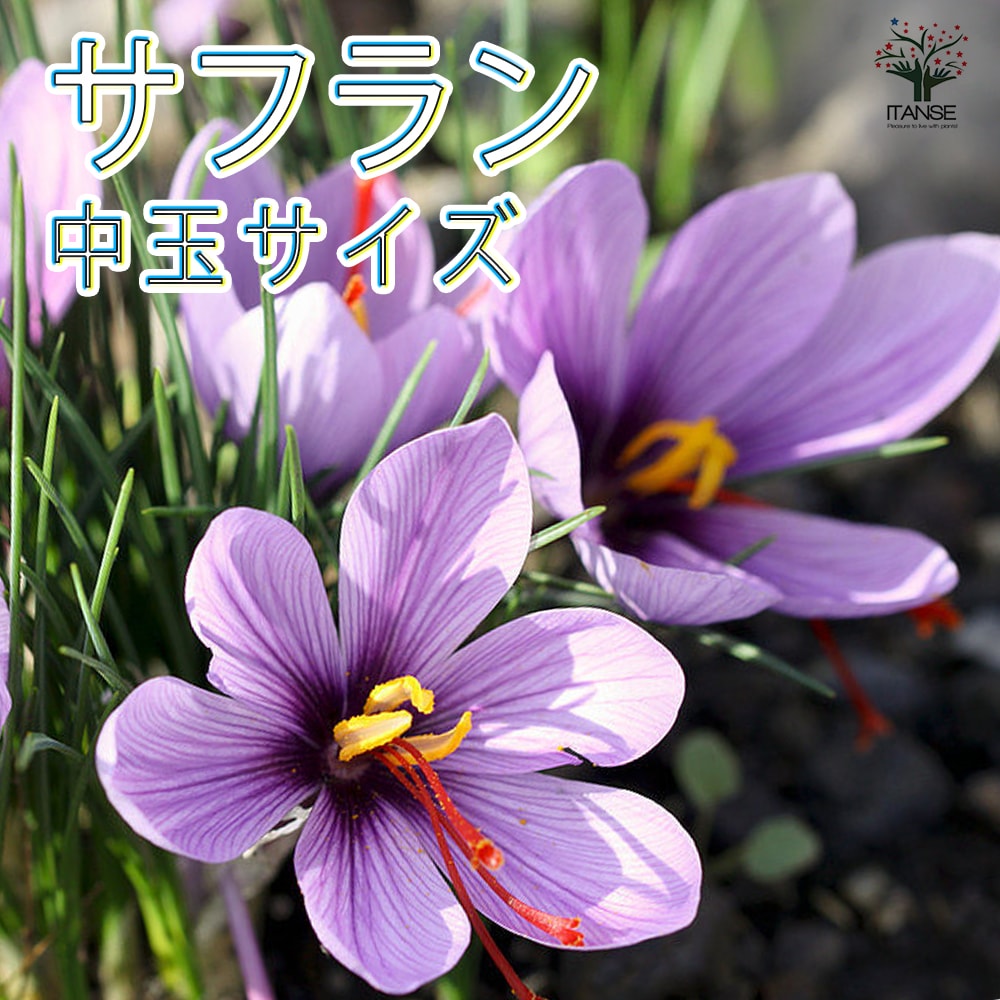 観葉植物 K苗 サフランフリル錦 超美斑 特大 抜き苗