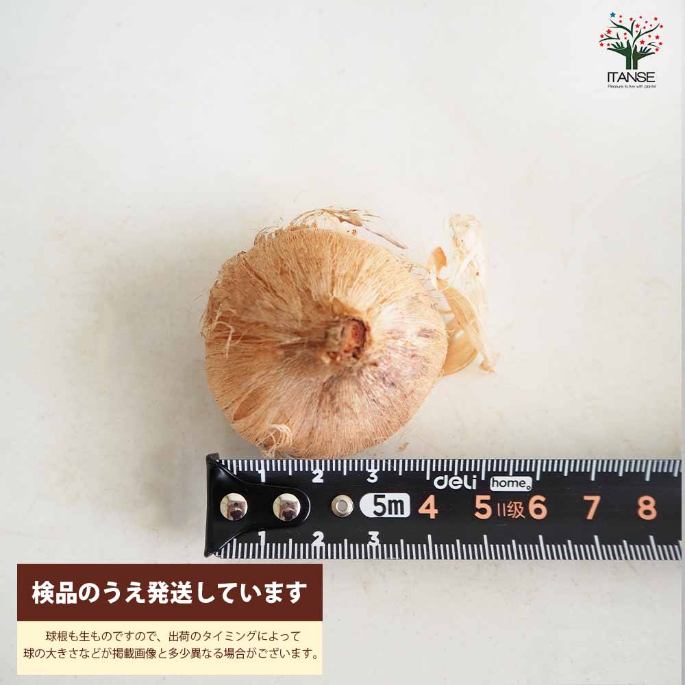 サフラン 中玉サイズ 【花苗 (球周：約10～11cm) 花球根・裸球