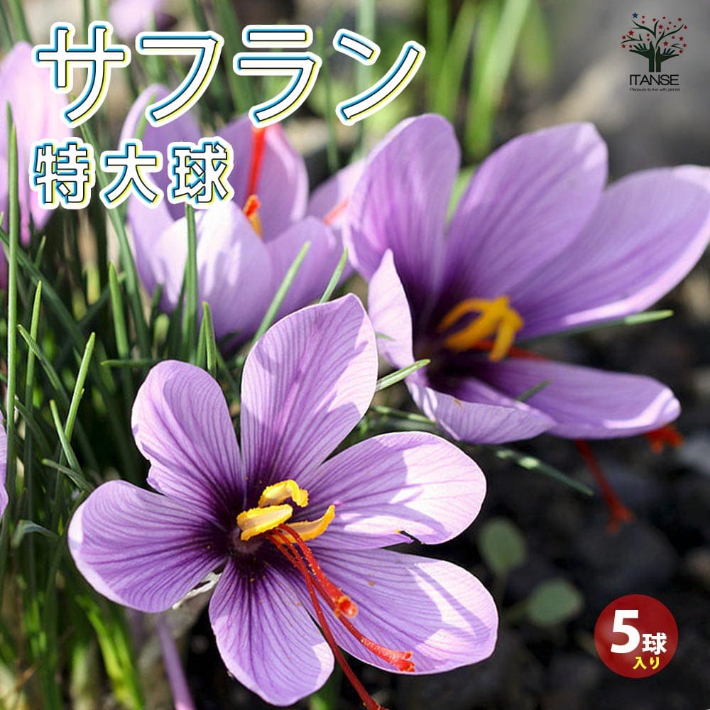 サフラン 特大球 【花苗 (球周：約12～13cm) 花球根・裸球】