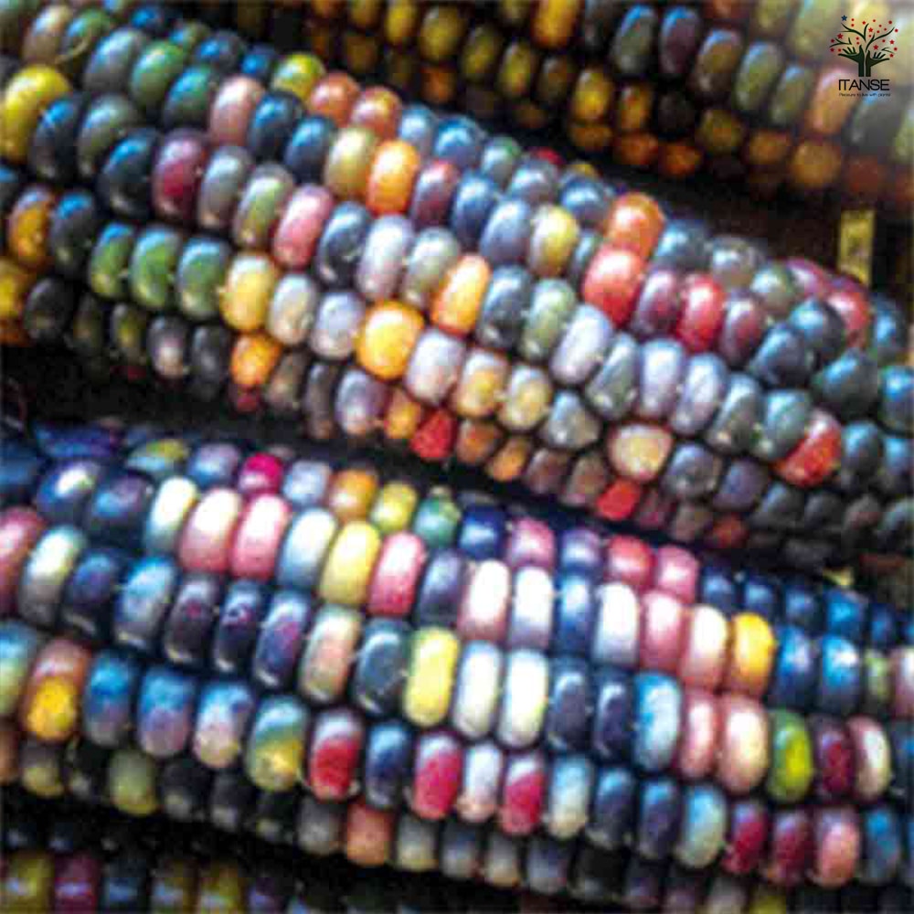 グラスジェムコーン(虹色コーン) 種子約20粒入り 宝石みたいな