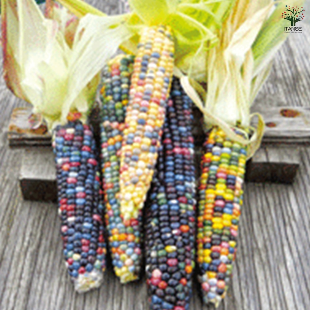 グラスジェムコーン(虹色コーン) 種子約20粒入り 宝石みたいな