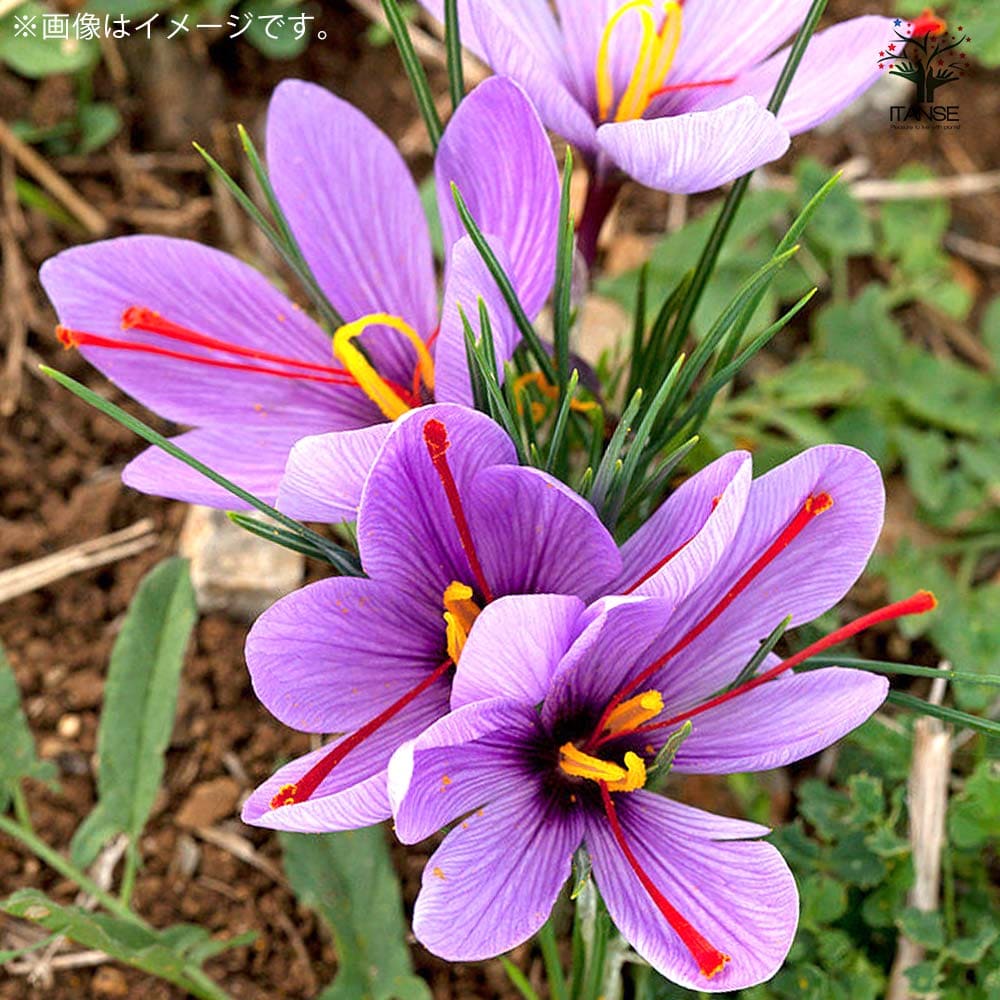 サフラン 特大球 【花苗 (球周：約12～13cm) 花球根・裸球】