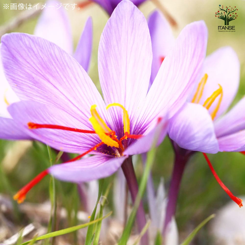 サフラン 特大球 【花苗 (球周：約12～13cm) 花球根・裸球】