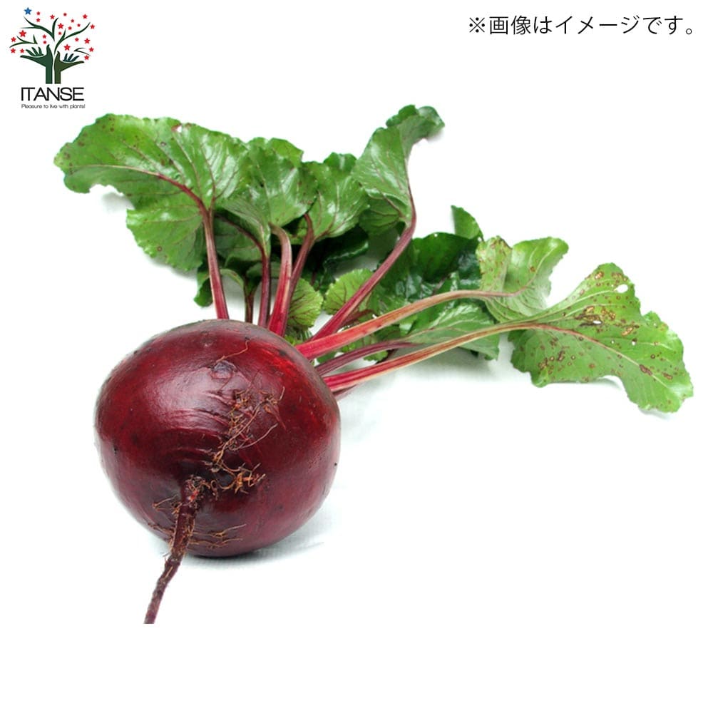 ボタラボレッドビーツ レッドビーツの苗 【野菜の苗 10.5cmポット売り】｜ 【植物の