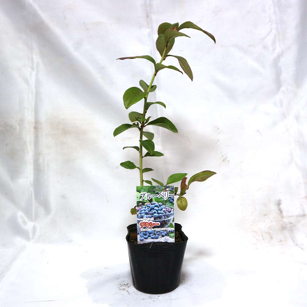 ブルーベリー苗木 「デキシー」ハイブッシュ系【果樹の苗木 9cmポット