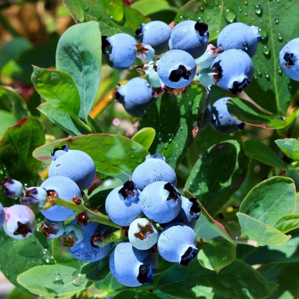 ブルーベリー苗木 「デキシー」ハイブッシュ系【果樹の苗木 9cmポット