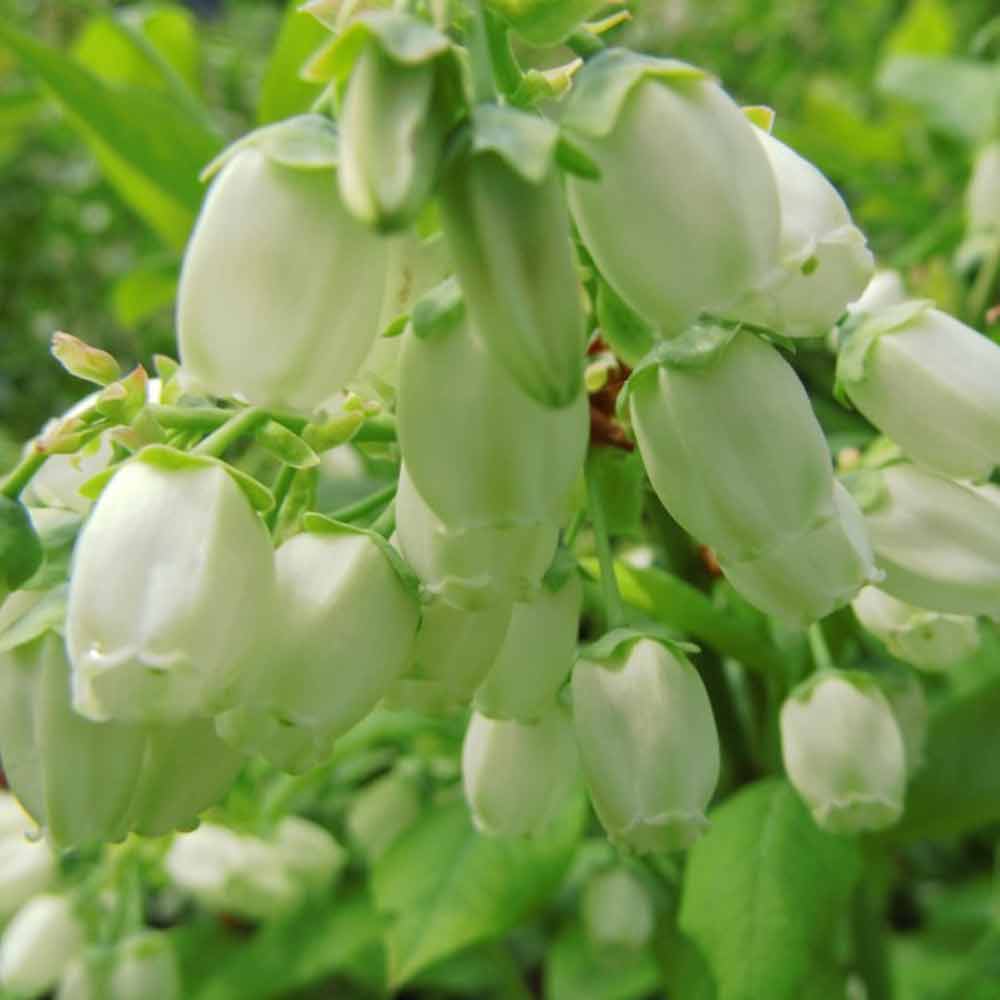 ブルーベリー苗木 「デキシー」ハイブッシュ系【果樹の苗木 9cmポット】