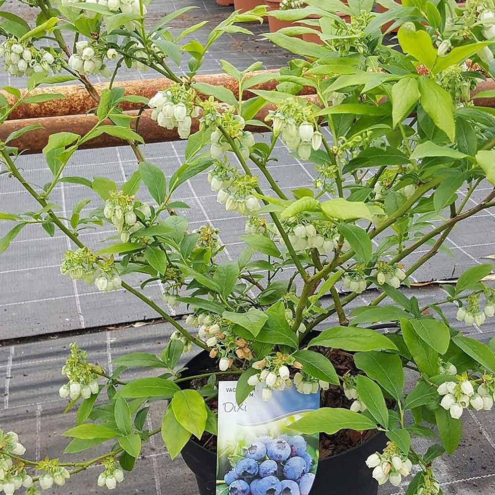 ブルーベリー苗木 「デキシー」ハイブッシュ系【果樹の苗木 9cmポット】