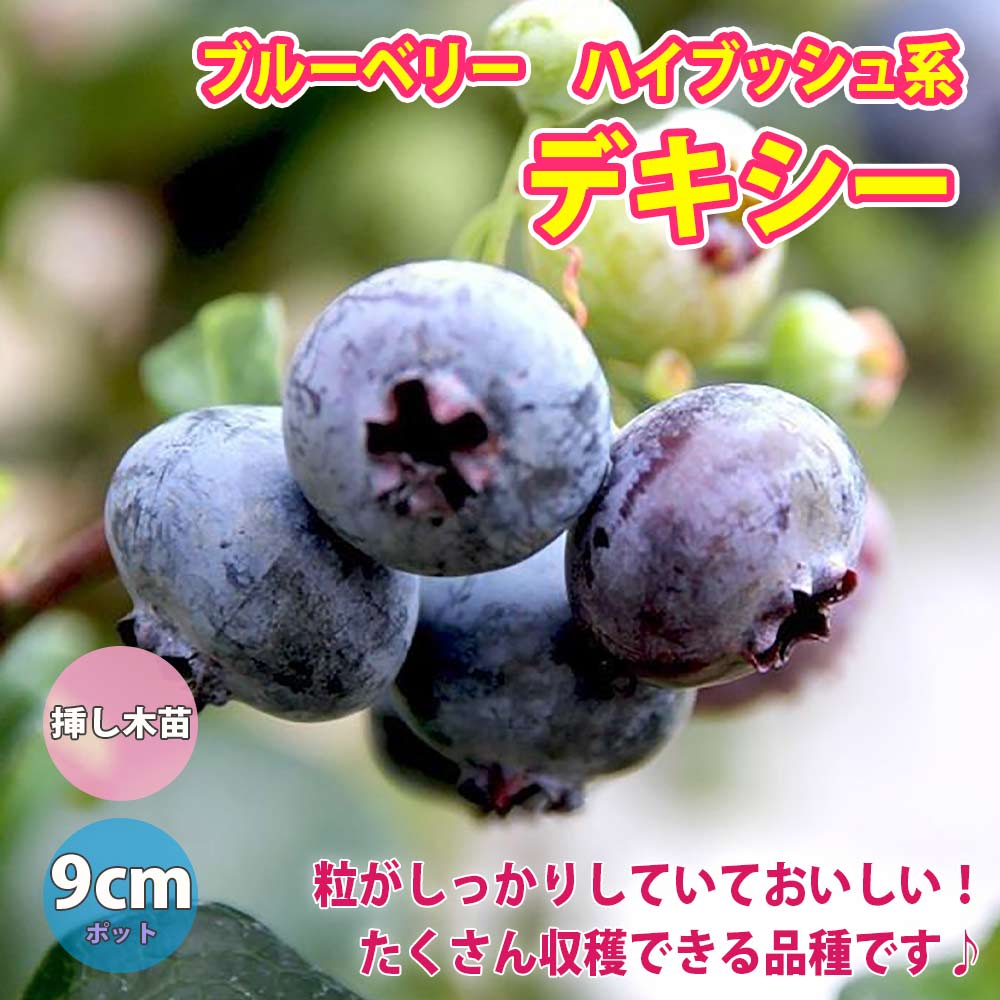 ブルーベリー苗木 「デキシー」ハイブッシュ系【果樹の苗木 9cmポット】