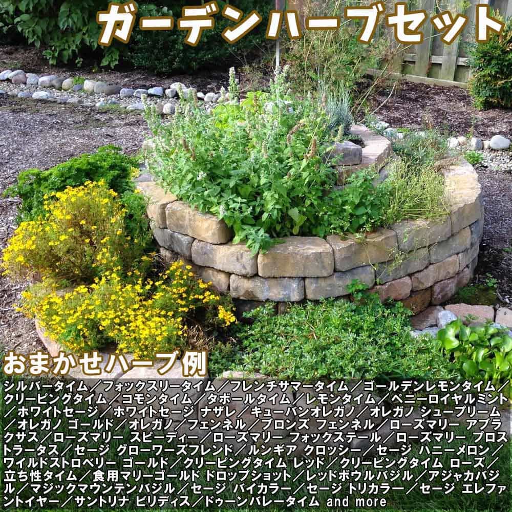 人気のハーブ苗 おまかせハーブ 3個セット＋資材セット【おうちで簡単！育てやすい10.5cmポットハーブ苗シリーズ！】