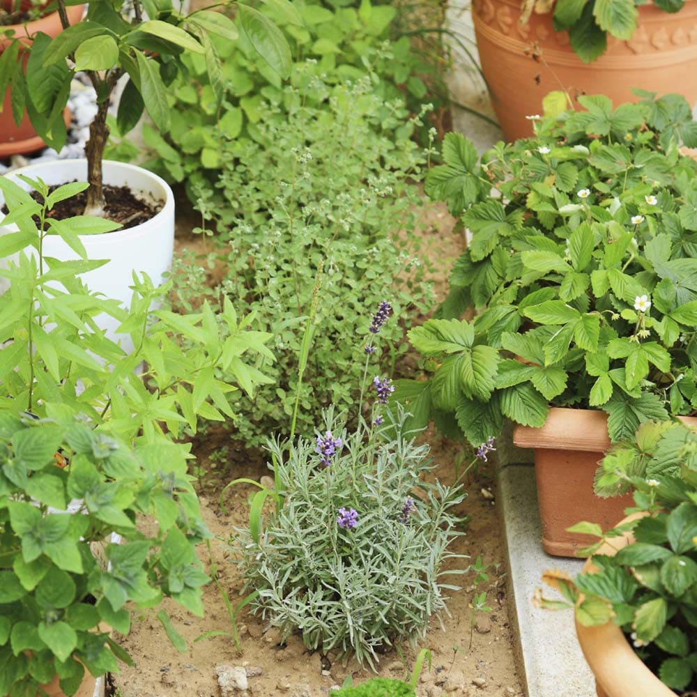 人気のハーブ苗 おまかせハーブ 3個セット＋資材セット【おうちで簡単！育てやすい10.5cmポットハーブ苗シリーズ！】