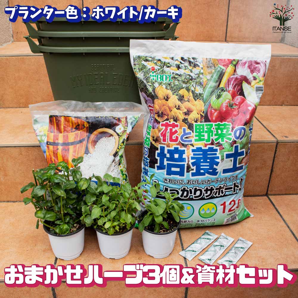 人気のハーブ苗 おまかせハーブ 3個セット＋資材セット【おうちで簡単！育てやすい10.5cmポットハーブ苗シリーズ！】