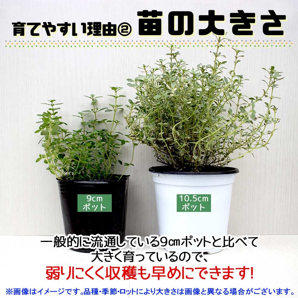 人気のハーブ苗 おまかせハーブ 3個セット＋資材セット【おうちで簡単！育てやすい10.5cmポットハーブ苗シリーズ！】