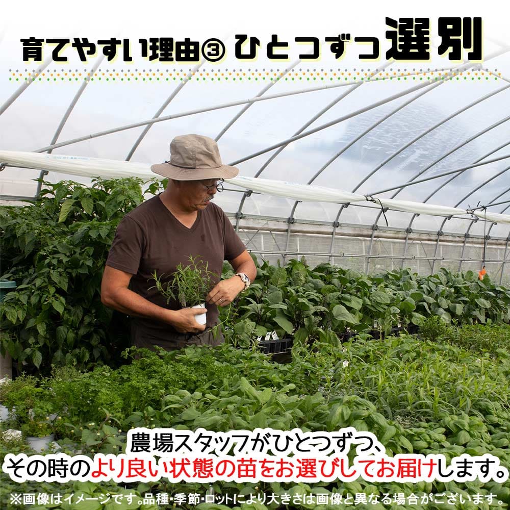 人気のハーブ苗 おまかせハーブ 3個セット＋資材セット【おうちで簡単！育てやすい10.5cmポットハーブ苗シリーズ！】