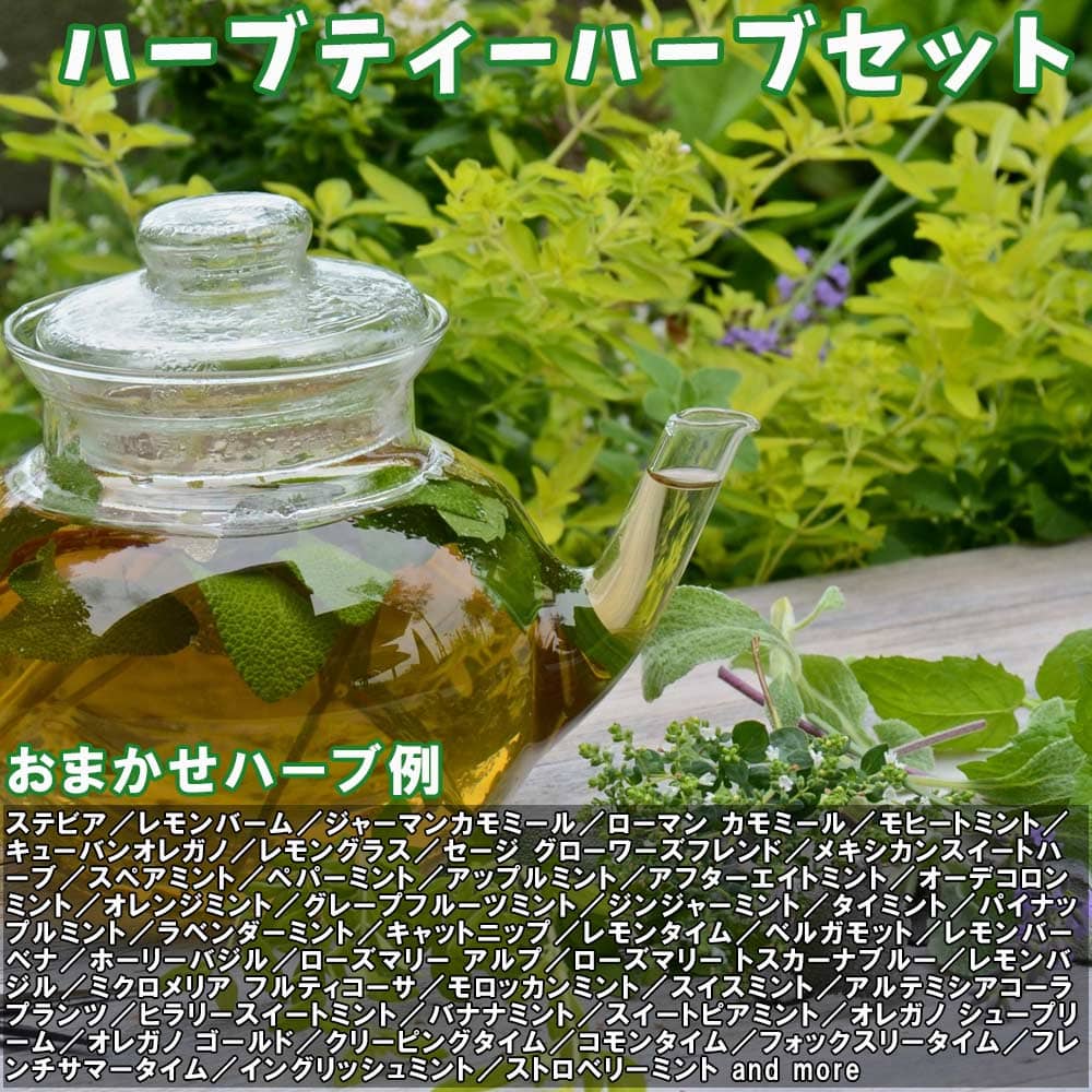 人気のハーブ苗 おまかせハーブ 3個セット＋資材セット【おうちで簡単！育てやすい10.5cmポットハーブ苗シリーズ！】