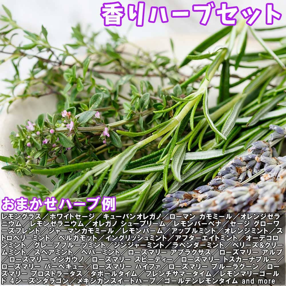 人気のハーブ苗 おまかせハーブ 3個セット＋資材セット【おうちで簡単！育てやすい10.5cmポットハーブ苗シリーズ！】