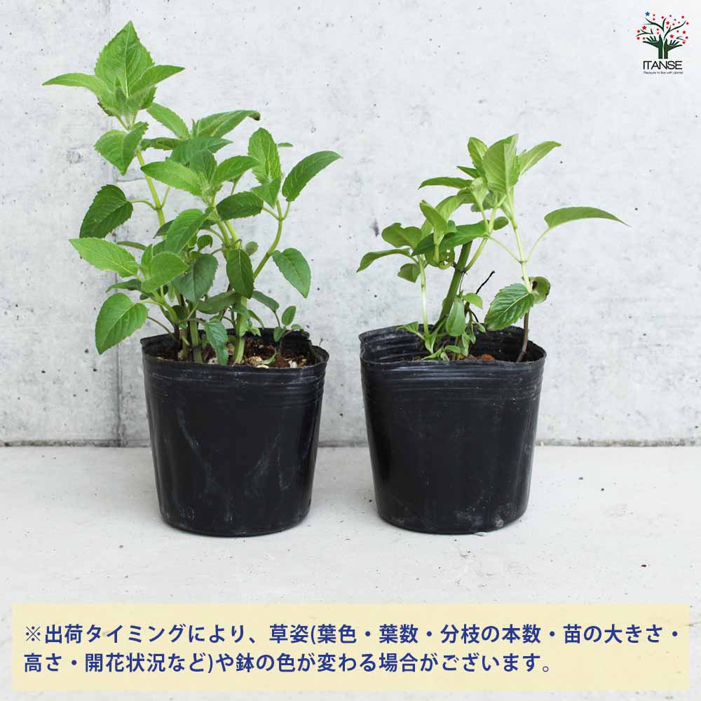 ベルガモット ホワイト 2個～【ハーブの苗 3号ポット】｜ 【植物の