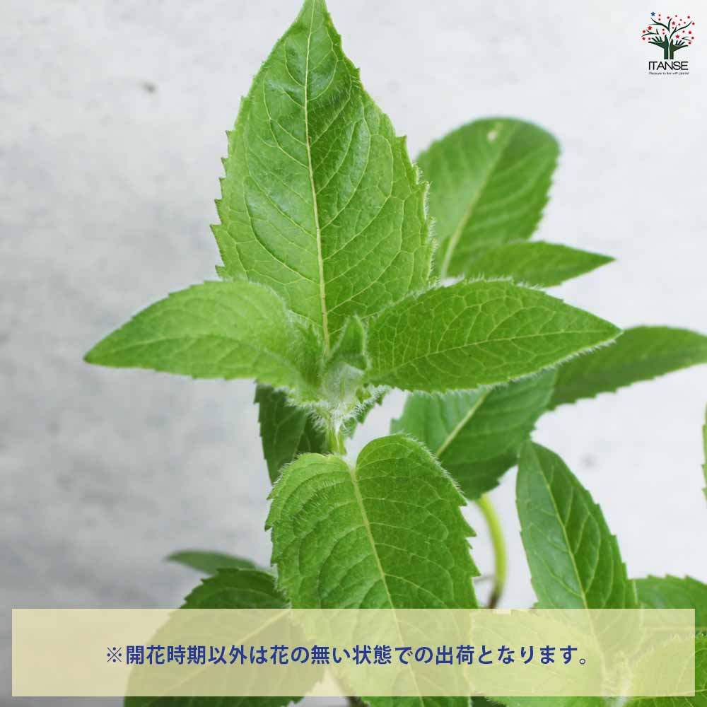 三輪山麓のハーブ農園花咲さま専用 ベルガモット 3年生 7号21cmポリポット入 三輪山麓のハーブ農園花咲さま専用 ベルガモット 3年生 7号21cm