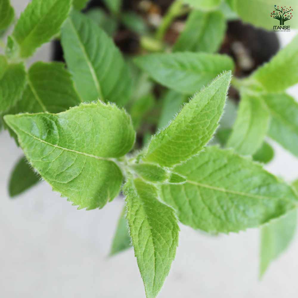 ベルガモット ホワイト 2個～【ハーブの苗 3号ポット】｜ 【植物の