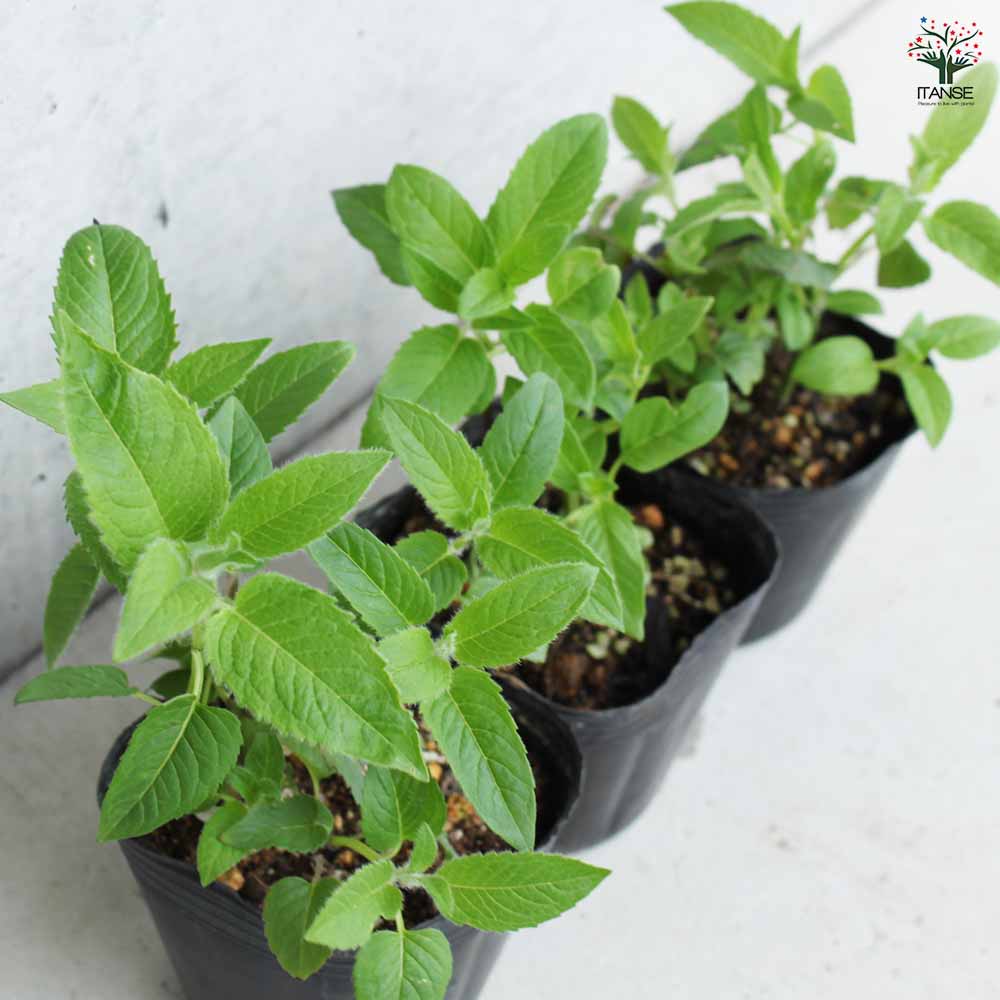 レア品種】ジャボチカバ 艾斯卡(ESCARLATE) 実生苗2 レア品種