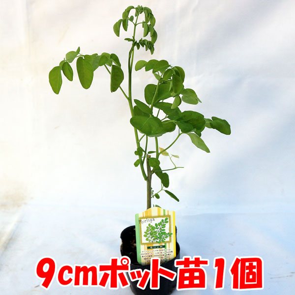 「モリンガの苗木(ワサビノキ) 9cmポット苗」北インドやフィリピンで多く栽培される奇跡の木、モリンガ。原産地では1年で数メートルになる驚異の成長力を持っています。約90種の栄養素を持つ植物として食用に栽培されています。