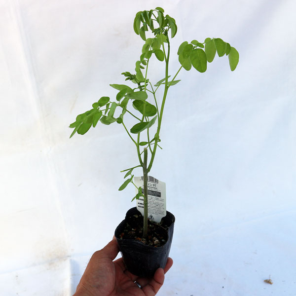 モリンガの苗木(ワサビノキ) 9cmポット苗」北インドやフィリピンで多く