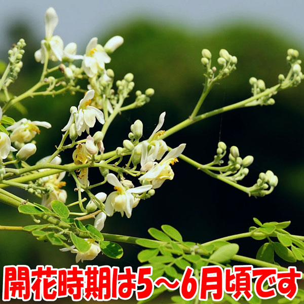 モリンガの苗木(ワサビノキ) 9cmポット苗」北インドやフィリピンで多く